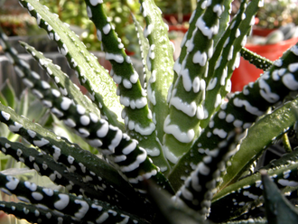 Haworthia fasciata cv. Big Band (Голландия) - детка