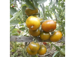 Томат Малахитовая шкатулка