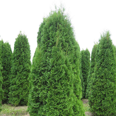 туя западная "колумна"