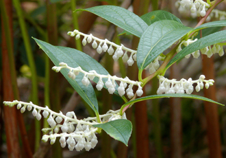 Гаультерия пахучая (Gaultheria fragrantissima) 10 мл - 100% натуральное эфирное масло