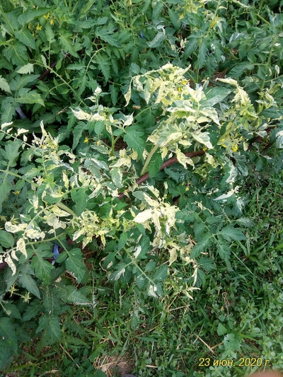 Томат Splash of kream (Irish cream) Ирландия