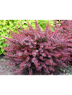 Барбарис Тунберга Dart's Red Lady