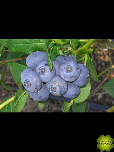 Голубика "РЕКА" (раннее плодоношение, саженец 1,5 года)