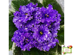 ВаТ-Ливень (Т.Валькова) 2018 г.