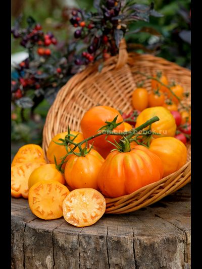 Томат Кошелек Цвета Хурма, 10 шт