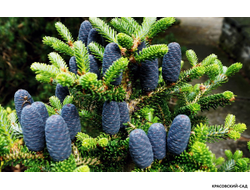 Пихта корейская - Abies koreana