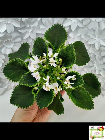 LV-Крапивка (Л. Шевелева) 2024 г. (лист посажен 01.11.25)