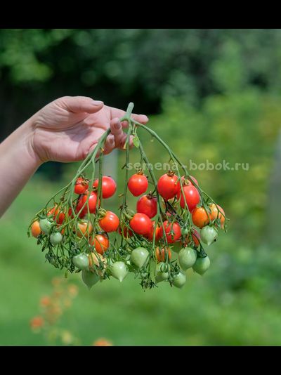 Томат Geranium Kiss (Поцелуй Герани), 10 шт