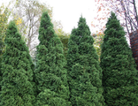 Туя западная Холмструп (Thuja occidentalis Holmstrup) (40-60\5л)