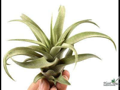 Тилландсия Capitata