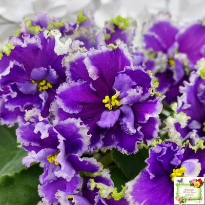 НД-Цветок Сирени (Н.Данилова-Суворова) 2022 г.