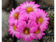 cactus-lithops - интернет-магазин кактусов и литопсов