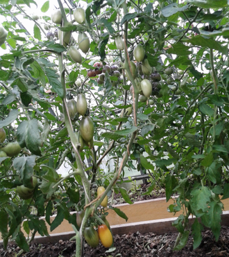 Семена томата Бананово - Лимонный Сингапур