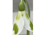Galanthus “Phil Cornish”