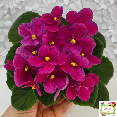 Mac’s Paisley Pattern (G.McDonald)