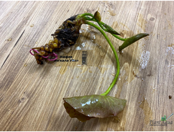 Нимфея Мангкала Убол