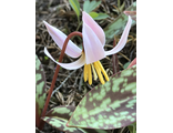 Erythronium caucasicum f.rosea