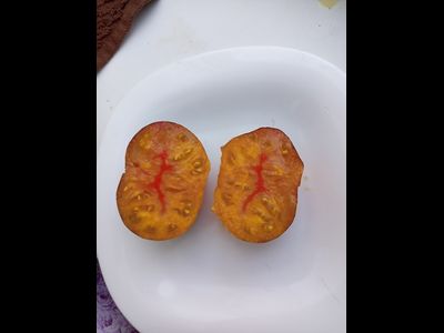 Томат Сладкая карамель Софии