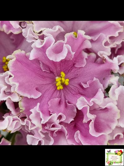 НД-Ливадия (Н. Данилова-Суворова) 2020 г.