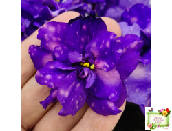 РС-Астролог (С. Репкина) 2020 г.