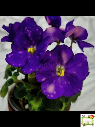 ВаТ-Горох на Десерт (Т. Валькова) 2020 г. (гёрл-листва)