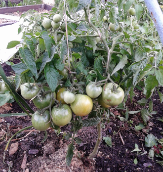 Семена томата Крайова