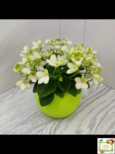 Mac's Misty Meadow (G.McDonald)