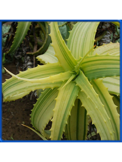 Aloe arborescens f. variegata