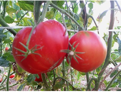 Томат Канадский великан