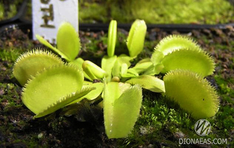 Dionaea muscipula Green sawtooth