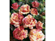 Ванилла Фрайз ( Vanille Fraise) роза
