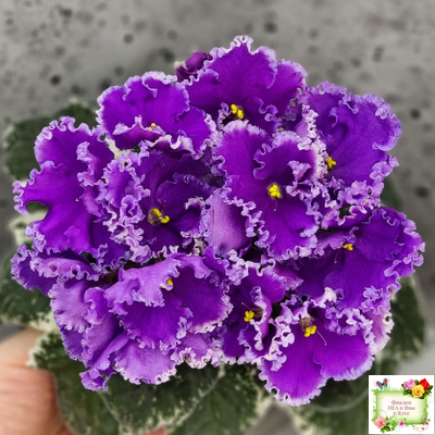 Dn-Юная Француженка (Д. Денисенко) 2016 г.