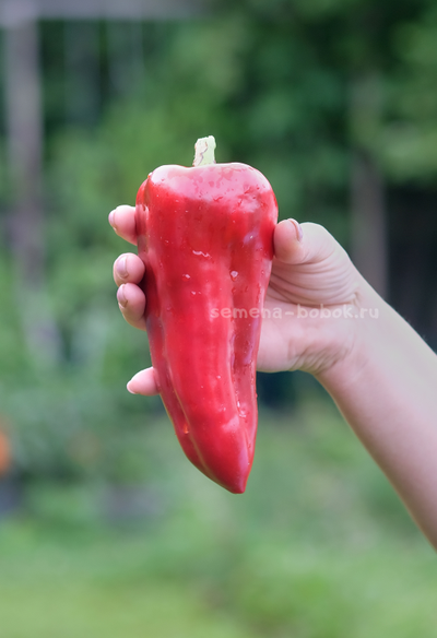 Перец сладкий Гена, 10 шт