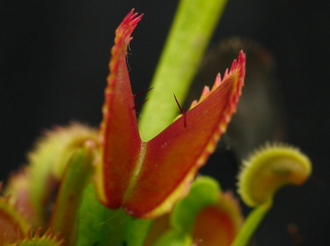 Dionaea muscipula Clone X-11