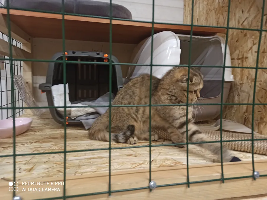 Маленькая скоттиш килт фолд Камелия.