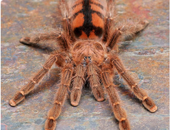 ДРЕВЕСНЫЕ ПАУКИ