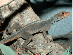 Оплюрус грандидиера (Oplurus grandidieri)