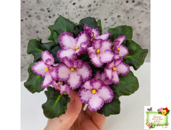 БР-Купец (Буркацкие) (гёрл-лист)