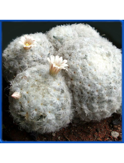 Mammillaria plumosa