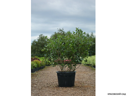 Арония черноплодная - Arónia melanocárpa