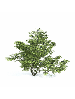 плодовые Арония черноплодная 03