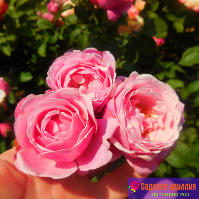 Дитер Мюллер (Dieter Muller)