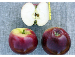 Стрела (яблоня колоновидная)