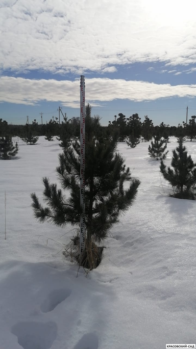 Кедр - фото в питомнике 6 - красовский-сад.рф