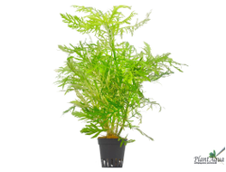 Синема (горшок)