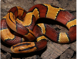 Бамбуковый полоз малайский(Oreocryptophis porphyraceus laticinctus)