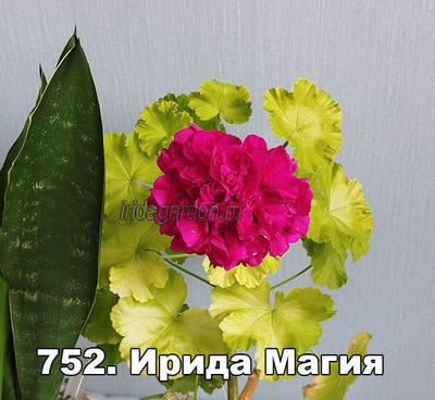 Пеларгония Ирида Магия