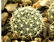 Frailea sp. Schlosser-053 (D=10-12мм)