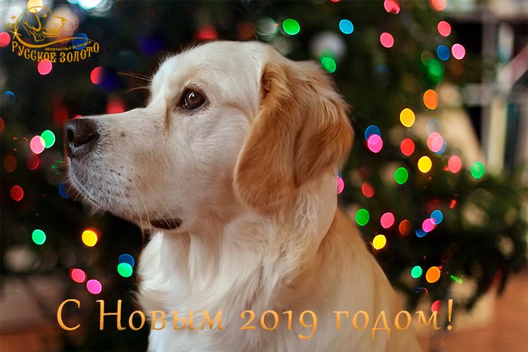 С Новым 2019 годом!