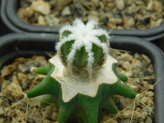 Aztekium hintonii (d=20 мм)